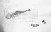 Myriococcum praecox image